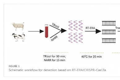 突破传统桎梏！RT-ERA结合Cas13a 赋能蓝舌病病毒快速现场精准检测