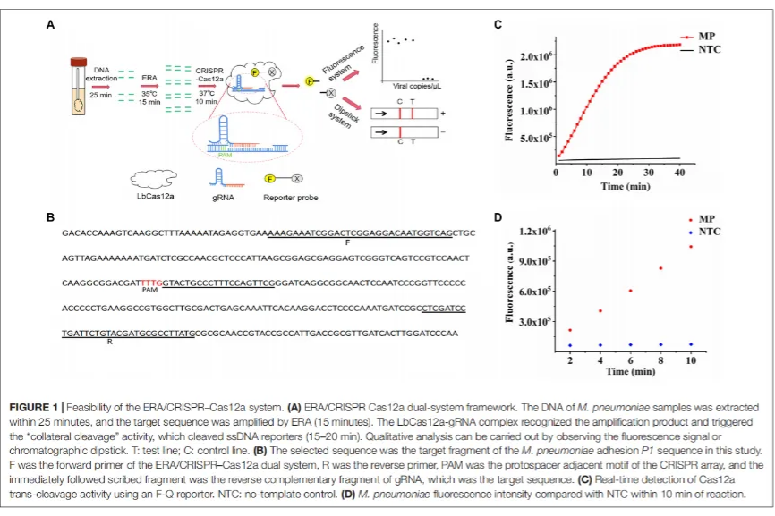 高效靶向：ERA 基础扩增试剂的性能表征与科研价值挖掘